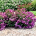 thumbnail image 3 of Bellini&reg; Grape Crape Myrtle Shrub, 3 of 5