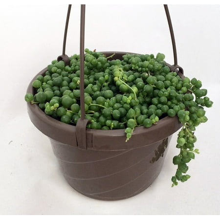 Hirt's String of Pearls - 6" Hanging Basket - Senecio - Easy to Grow
