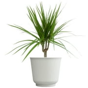Element Dragon Tree Dracaena Marginata in 6" White Decor Pot (Approx 15" Tall) Live Plant