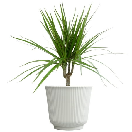 Element Dragon Tree Dracaena Marginata in 6" White Decor Pot (Approx 15" Tall) Live Plant