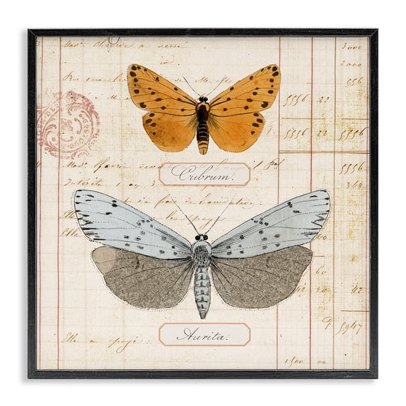 Stupell Industries Vintage Butterfly Specimen Insects Painting Black Framed Art Print Wall Art, 12 x 12