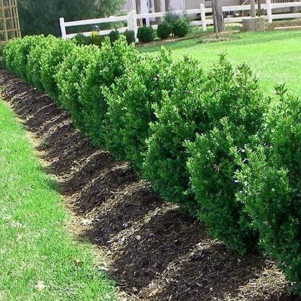 Green Mountain Boxwood Evergreen Live Shrub in 3-Gallon Grower Pot