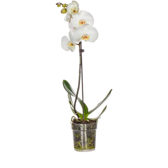 5 Inch White Phalaenopsis Orchid In Clea