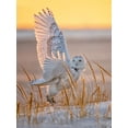 thumbnail image 2 of Huang, Tao 15x18 White Modern Wood Framed Museum Art Print Titled - Snowy Owl, 2 of 4