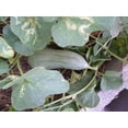 thumbnail image 2 of 50 BANANA MELON Fruit Cucumis Melo Seeds, 2 of 2