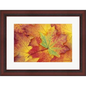 Great Art Now Maple Leaf Pattern by Jamie & Judy Wild / Danita Delimont, Framed Wall Art, 26W x 20H