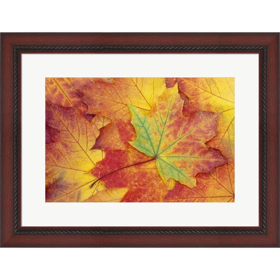 Great Art Now Maple Leaf Pattern by Jamie & Judy Wild / Danita Delimont, Framed Wall Art, 26W x 20H