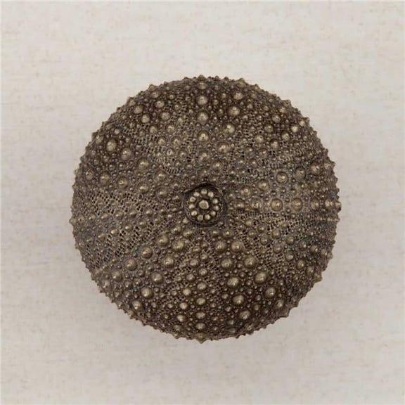 Artisan Collection Sea Urchin Knob, Antique Brass