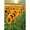 thumbnail image 1 of 5D bricolaje completo taladro diamante pintura girasol punto de cruz mosaico artesanía Kit Decoración Hugtrwg Para estrenar, 1 of 9