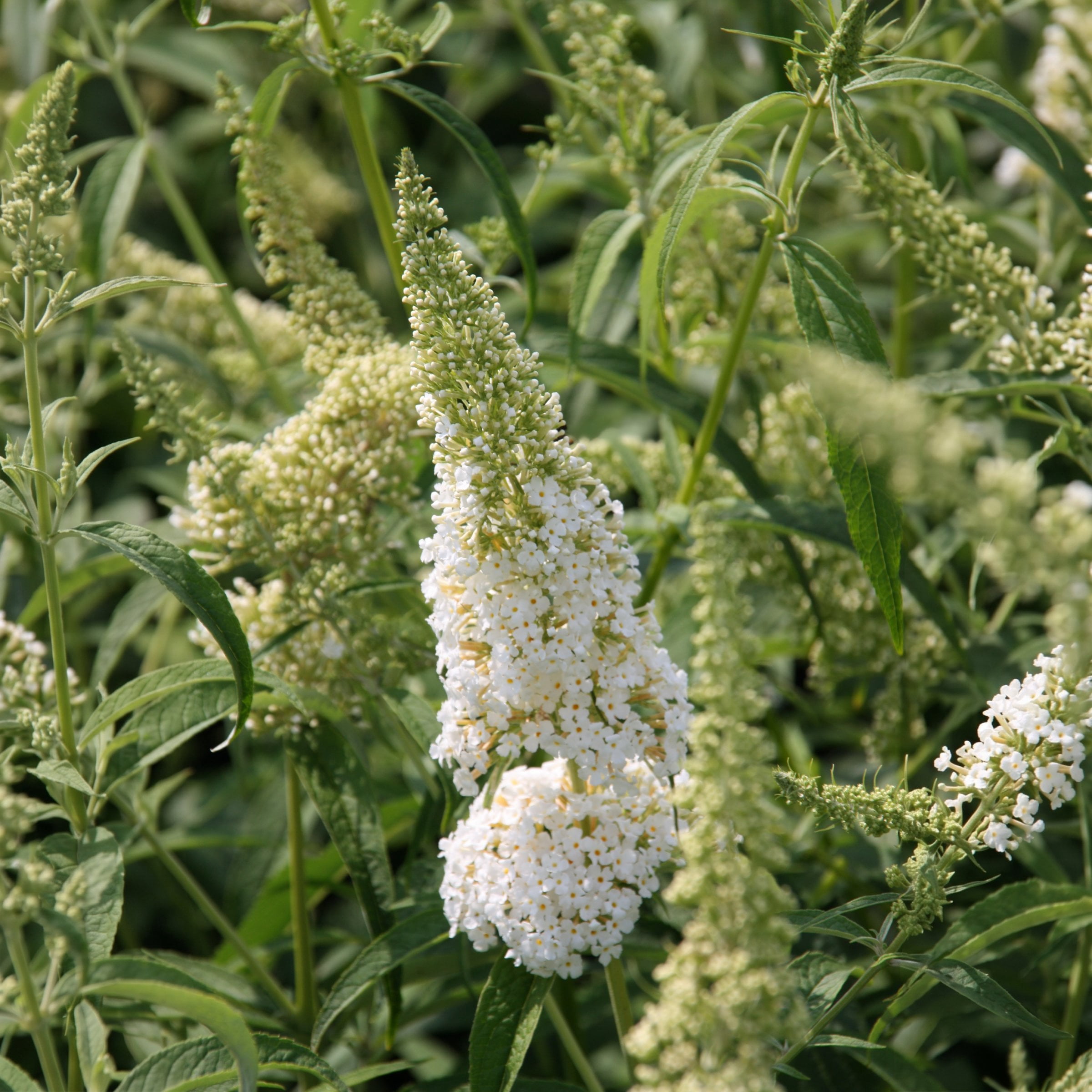 National Plant Network 3.25 in. Buddleia Ivory Buzz (16-Pack)