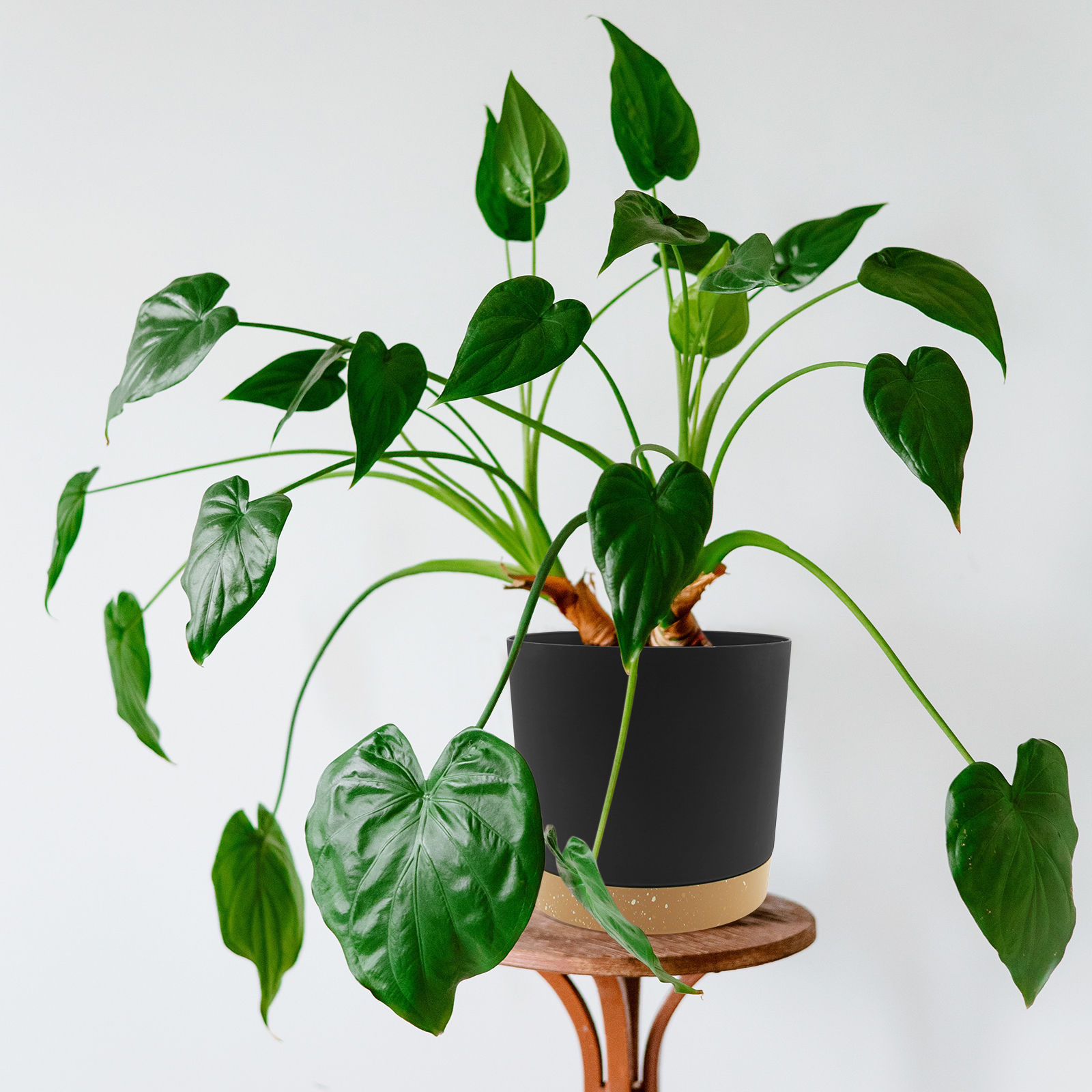 QCQHDU 6.5 Inch Black Plastic Plant Pots, 2 Pack photo 5
