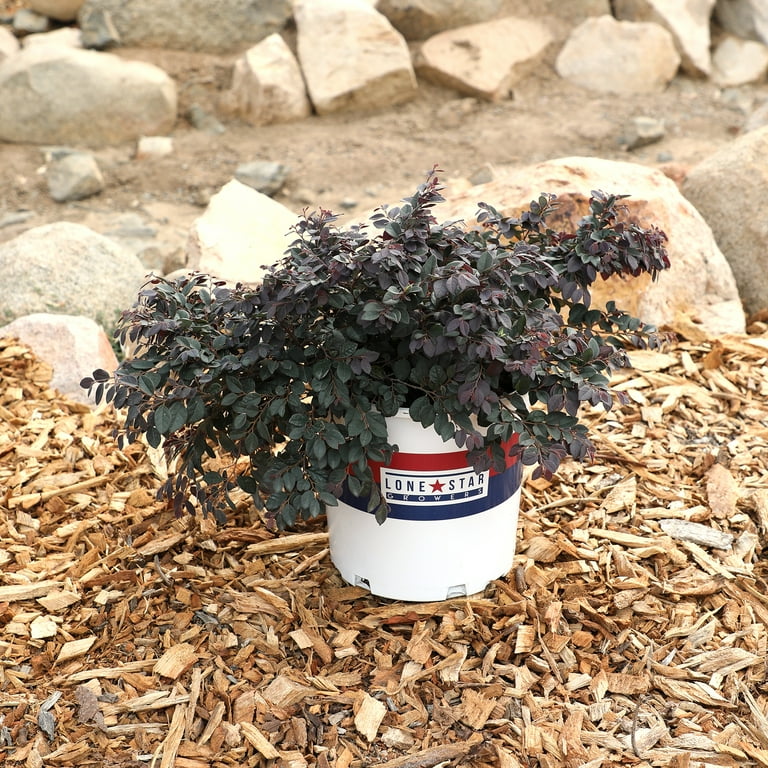 Lone Star Growers Cerise Charm Loropetalum, Outdoor Perennial Live