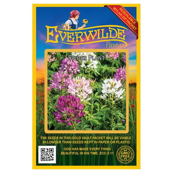 Everwilde Farms - 500 Spider Plant Garden Flower Seeds - Gold Vault Jumbo Bulk Seed Packet