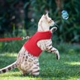 thumbnail image 7 of PUPTECK Adjustable Cat Harness with Leash, Checkered Frills Soft Mesh cat Vest Harness Puppy Padded Pet Harnesses for Small Medium Large Cats, 7 of 7