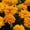 Orange, variant on French Marigold Flower Garden Seeds - Bonanza Series - Orange - 1000 Seeds - Annual Flower Gardening Seeds - Tagetes patula