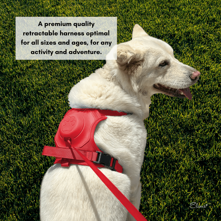 Leash and harness in one discount