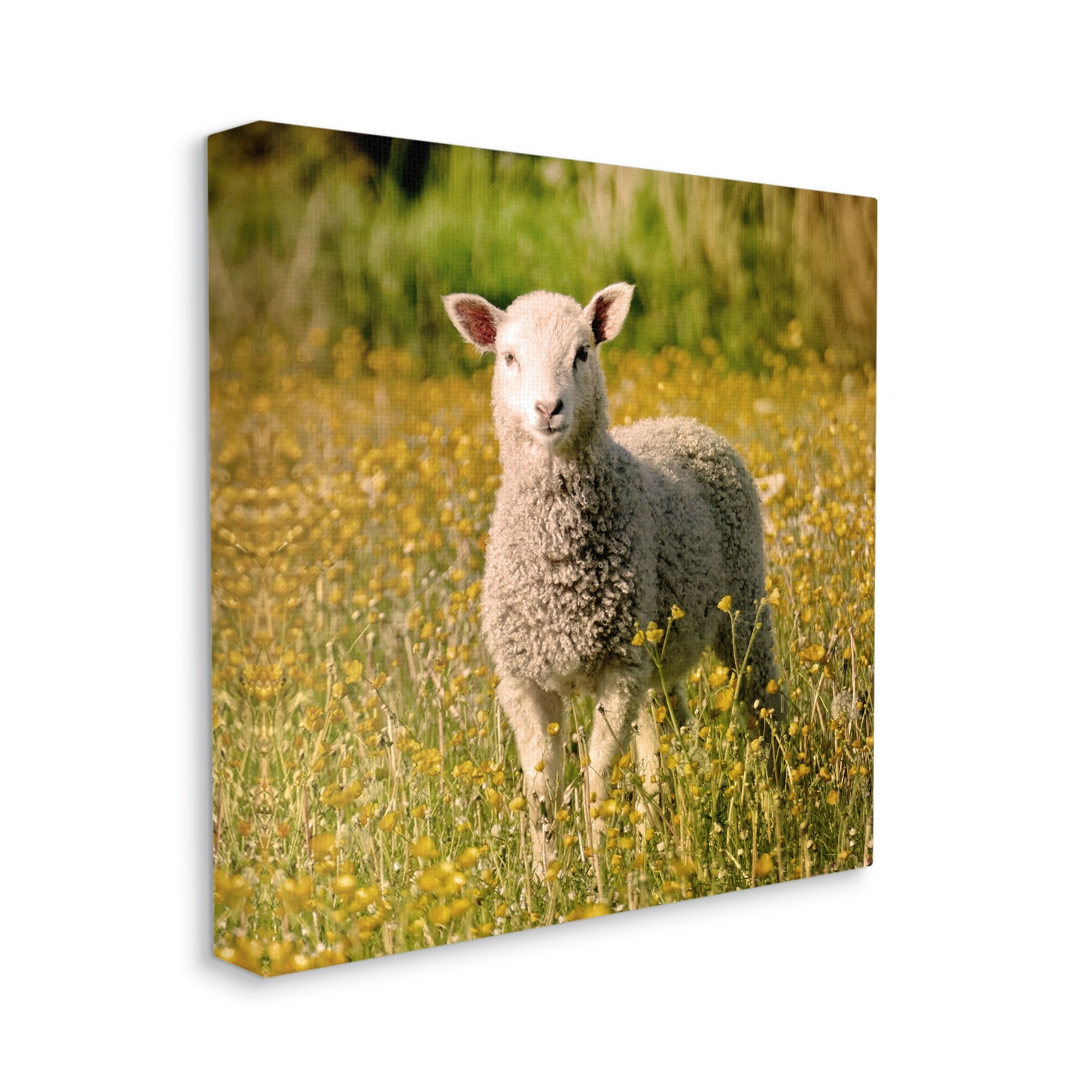 Stupell Industries Alert Baby Lamb Gazing Yellow Wild Flower Blossoms Photograph Gallery Wrapped Canvas Print Wall Art, Design by Daphne Polselli