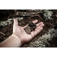 thumbnail image 4 of Black Truffle Extra Virgin Olive Oil | Bulk Food Service | 1 Gallon, 4 of 5