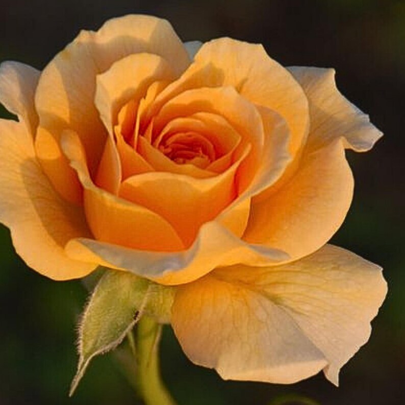 30 Honey Rose Seeds, Perennial Flower Mix, for Late Winter to Early Spring Planting