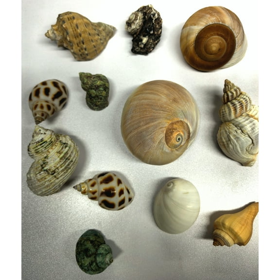GIXUSIL 12 Pcs Hermit Crab Shells Medium and Large -Growth Turbo Seashells Size 1.6"-3.2" for Small Medium and Large Crabs - Saltwater Hermit Crab Supplies, Natural Sea Shell Beach Decor