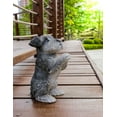 thumbnail image 1 of SCHNAUZER PUPPY PRAYING, 1 of 3