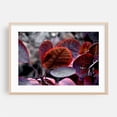 thumbnail image 2 of Bleeding Purple Smoke Bush Leaves - Berlin Germany Photography Botanical Nature Autumn Floral Abstract Psychedelic Unframed Wall Art Print 4 x 6 inches, 2 of 7