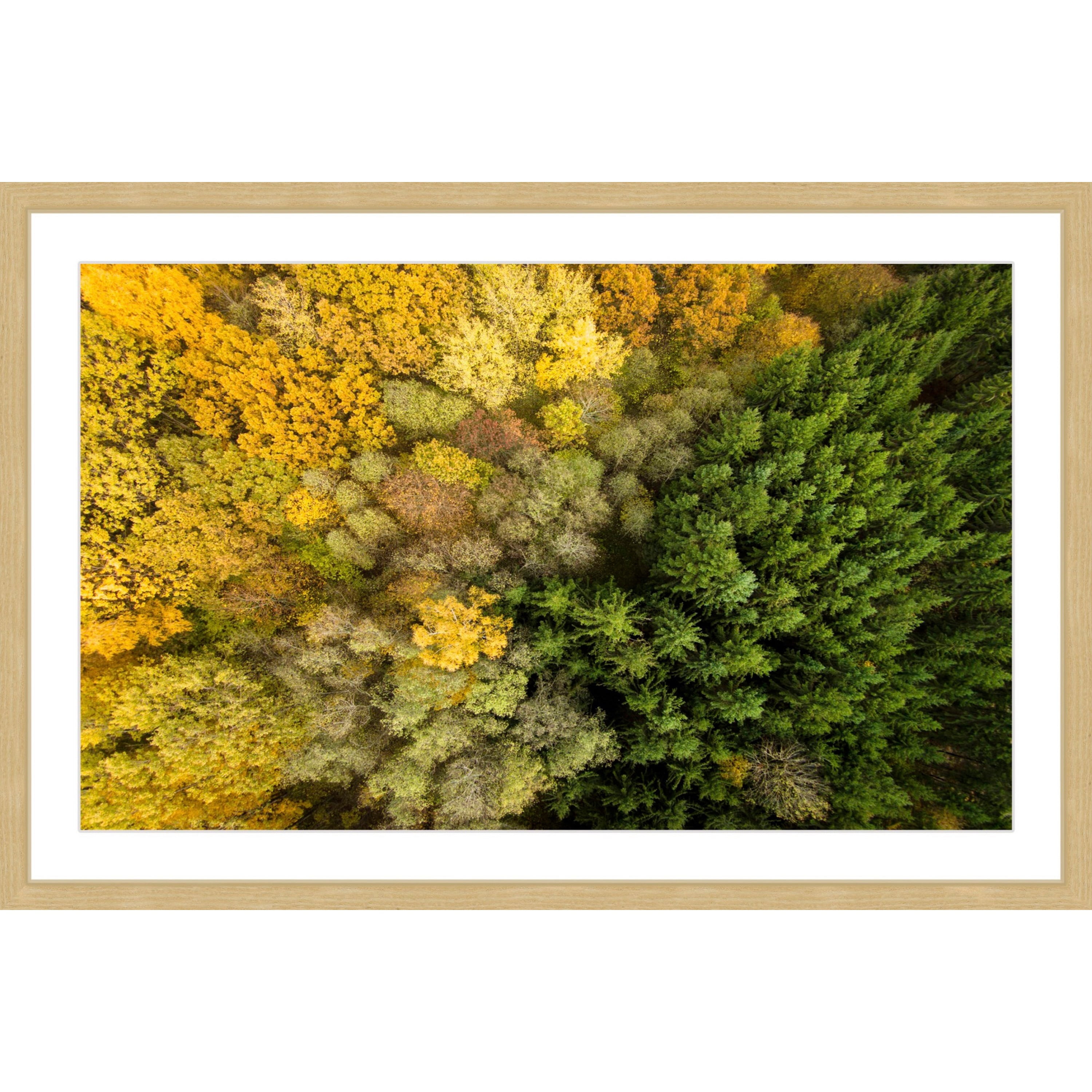 Marmont Hill "Dense Growth" By Karolis Janulis Framed Painting Art Print, 30.0" x 1.5"