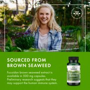 Swanson Maximum Strength Fucoidan Extract - Herbal Supplement Promoting Immune System Function - Natural Formula Supporting Overall Health - (60 Veggie Capsules, 500mg Each) (2 Pack)