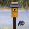 thumbnail image 5 of Nature's Way Cedar Bluebird Viewing House, Brown, 5 of 12
