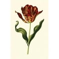 thumbnail image 3 of Vision Studio 13x18 Black Modern Framed Museum Art Print Titled - Vintage Tulips II, 3 of 5