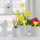 thumbnail image 5 of Adhesivas Para Moscas De Frutas Y Hongos Para Plantas De Cocina En Interiores Y Exteriores 12 Trampas Guardurnaity HA043451-01, 5 of 6