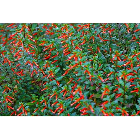 Proven Winner 2.72Qt Cuphea