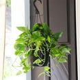thumbnail image 4 of Brighter Blooms - Golden Pothos, 6 inch - No Shipping To AK, AZ, HI, 4 of 6