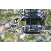 Brome Squirrel Solution150 Squirrel-Proof Bird Feeder, Green, 4 Perches, Free Seed Funnel, 2.6 lb Capacity