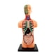 thumbnail image 1 of Modelo de cuerpo humano para niños Modelo de torso humano Modelo de órganos educativos Muñeca de anatomía Modelo humano extraíble, para suministros de, 1 of 10