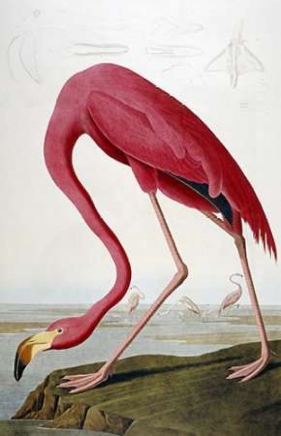 American Flamingo C