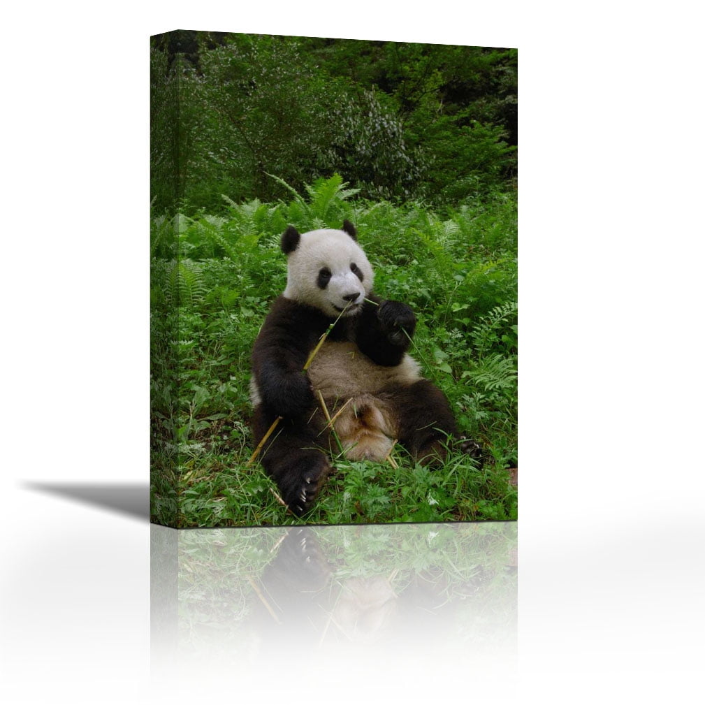 20 x 28 Giant Panda sitting in vegetation eating bamboo Wolong Nature Reserve China Poster Print by Pete Oxford