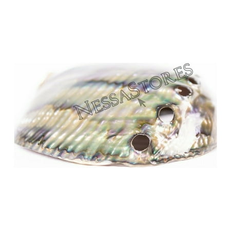 

Green Abalone Sea Shell BOTH Side Polished Beach Craft 5 - 6 (6 pcs) #JC-66