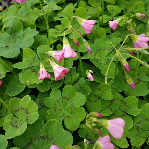 Oxalis deppei - Iron Cross Shamrock - Edible Leaves - 25 Bulbs