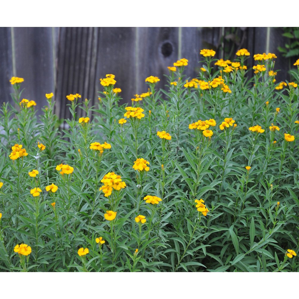 Sweet Mace Spanish Tarragon Mexican Tarragon Mexican Mint