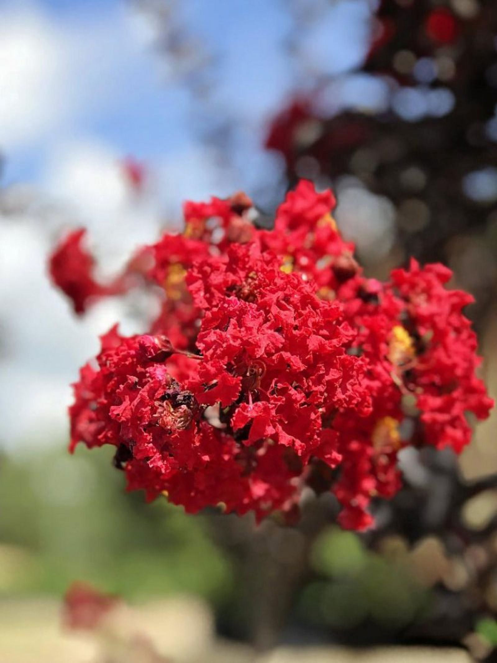 Black Diamond Blooms 18-24 in. tall Radiant Red Crape Myrtle Live Tree in 3-Gallon Grower Pot