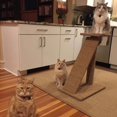 thumbnail image 4 of Cat Scratching Mat 11.81 x 15.75 Inch Thickened Soft Comfortable Cat Scratching Pad Non-slip Kitty Scratch Rug Protecting Furniture for Home, 4 of 6