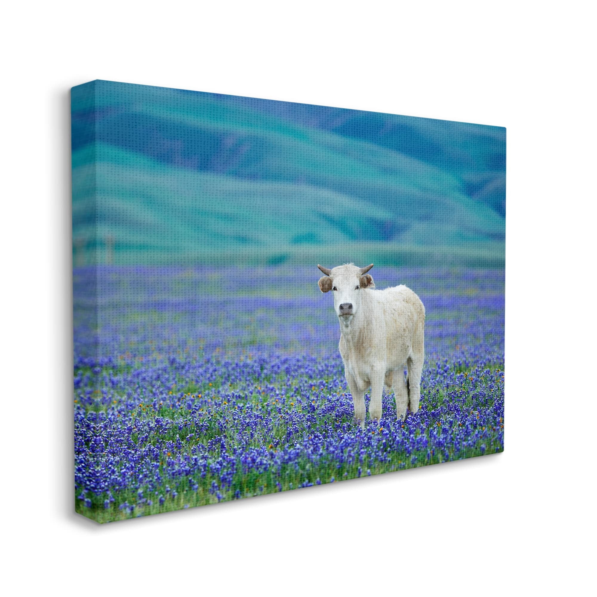 Stupell Industries White Cattle Lavender Field Animals & Insects Photography Gallery Wrapped Canvas Print Wall Art
