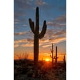 thumbnail image 2 of SMO 11x14 Gold Ornate Wood Framed with Double Matting Museum Art Print Titled - Saguaro cactus in the lower Sonoran desert in southern Arizona, 2 of 4
