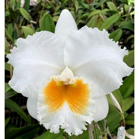 Live Cattleya Orchid FROM FLORIDA 4" Pot Blooming Size, Fragrant, Various Colors