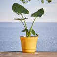 thumbnail image 2 of Bloem SP1031 10 in. Saturn Planter, Deep Sea, 2 of 4