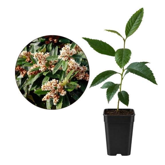 My Shelfie – Bronze Loquat Tree Live, Eriobotrya deflexa Evergreen Ornamental Tree, 2-Inch Pot, 1-Pack