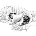 thumbnail image 3 of Boho Hue Studio 18x15 Black Modern Framed Museum Art Print Titled - Sketched Poppies 3, 3 of 5