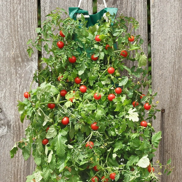 Organic Hanging Cherry Tomato Garden Kit 8.5"x21.5"