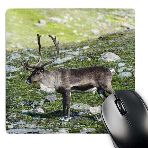 3dRose, Norway, Troms. Male Reindeer wildlife - EU21 FNO0226 - Fredrik Norrsell, MousePad